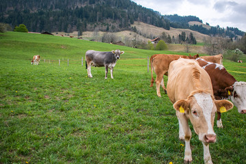 Beautiful swiss cows. Alpine meadows. Mountains.