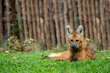 Maned wolf © J.NATAYO