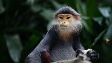 Macacos en las ramas de los arboles en la selva