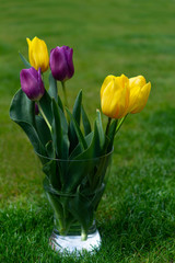 Bouquet of yellow and purple tulips in glass vase on green natural background