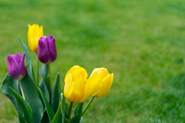 Purple and yellow tulips lit by sunlight on natural green background. Soft selective focus