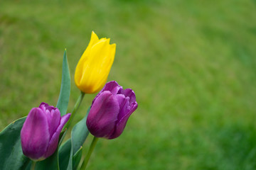 Closeup on purple and yellow tulips against green natural background