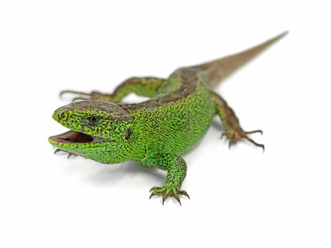 aggressive male green sand lizard, Lacerta agilis, ready to attack isolated on white background