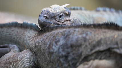 Reptiles descansando en la selva