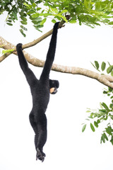 Macacos en las ramas de los arboles en la selva