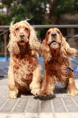 two dogs cockuer spaniels looking at camera on the streets