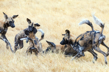 Manada de hienas salvajes