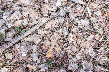 Dry last year's leaves background texture