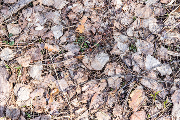 Dry last year's leaves background texture