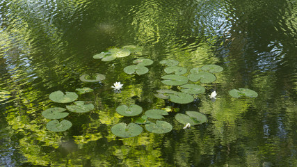 green leaves in water. a large number of water lilies of different colors on the surface of the river. green water