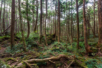 Aokigahara Forest. Suicide forest in the Mt Fuji region, Japan