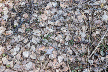 Dry last year's leaves background texture