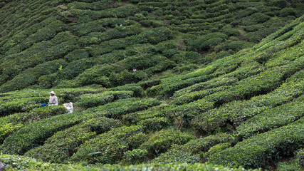 Recolecta del arroz en Vietnam