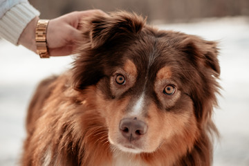Portrait photo of a dog breed Lassie Australian Shepherd. The girl scratches behind the ears. Caring for a dog. Dog is a mans friend, a true friend. Sunny winter day.
