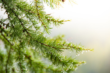 fluffy pine needles with water drops, coniferous forest after rain, dew on trees in early morning