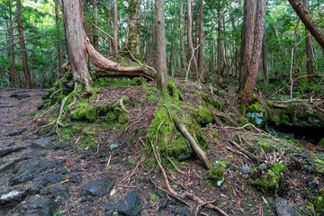 Aokigahara Forest. Suicide forest in the Mt Fuji region, Japan