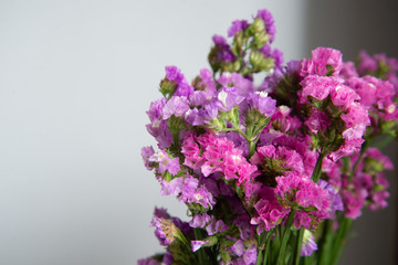 Purple tone flowers