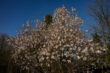 blooming white magnolia in spring