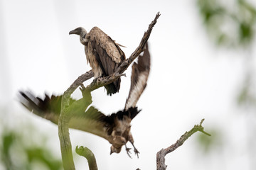 Ave exotica en la selva