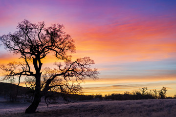 Fototapeta na wymiar Early morning sunset behind oak tree