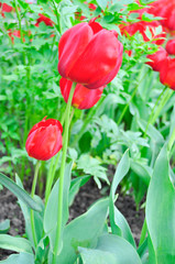 Big red tulips in the garden
