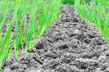 rows of green garlic plants in the garden