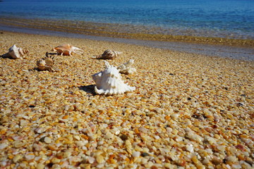 Fototapeta na wymiar shells on the seashore on a sandy beach