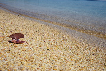 shells on the seashore on a sandy beach