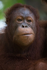 Orangután con pelaje anaranjado en la selva