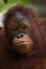 Orangután con pelaje anaranjado en la selva