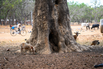 Village of Tiebele in rural Burkina Faso