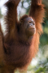 Orangután con pelaje anaranjado en la selva