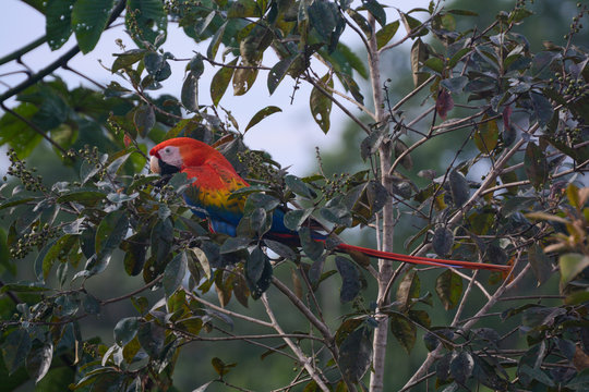 Pappagallo ara in costa rica