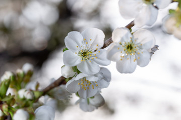 Obraz premium Blooming white cherry close up