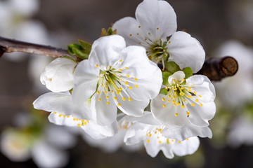 Blooming white cherry close up