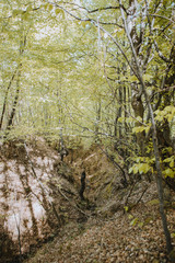 riverbed in the forest