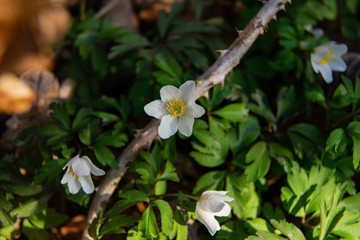 wood anemone close up in spring