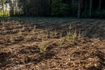 Wiederaufforstung im Mischwald © focus finder
