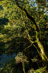 兵庫県・渓谷の苔むす樹木に朝の光