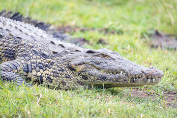 Caiman cocodrilo arrastrandose en la jungla