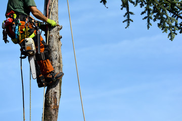 Worker climbing up a high tree to cut it from the top