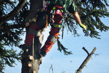 Tree surgeon working high up in a tree, throwing down cut branches