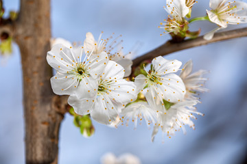 Blooming white cherry close up