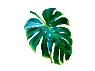Naklejka na ściany i meble monstera leaves tropical plant, green leaf isolated on white background