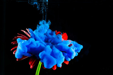 Red colored Gerbera Daisy flower on a black background and blue colored acrylic paint spraying on it