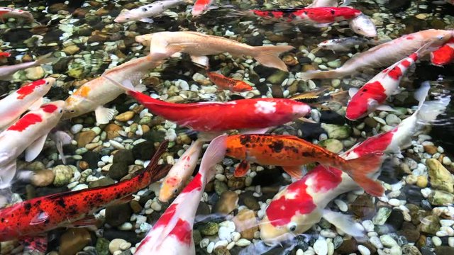 Beautiful Fancy Carp fishes swimming in the pond in zen garden, Carp fishes footage in 4K resolution.