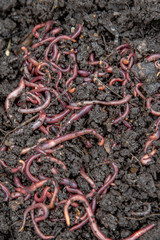 red earthworms in the ground and compost
