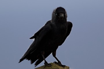 Jackdaw on Bempton Cliffs