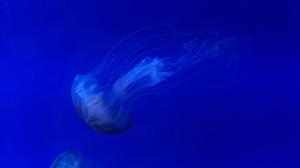 jellyfish in the water