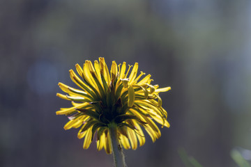 close-up of a buttercup flower